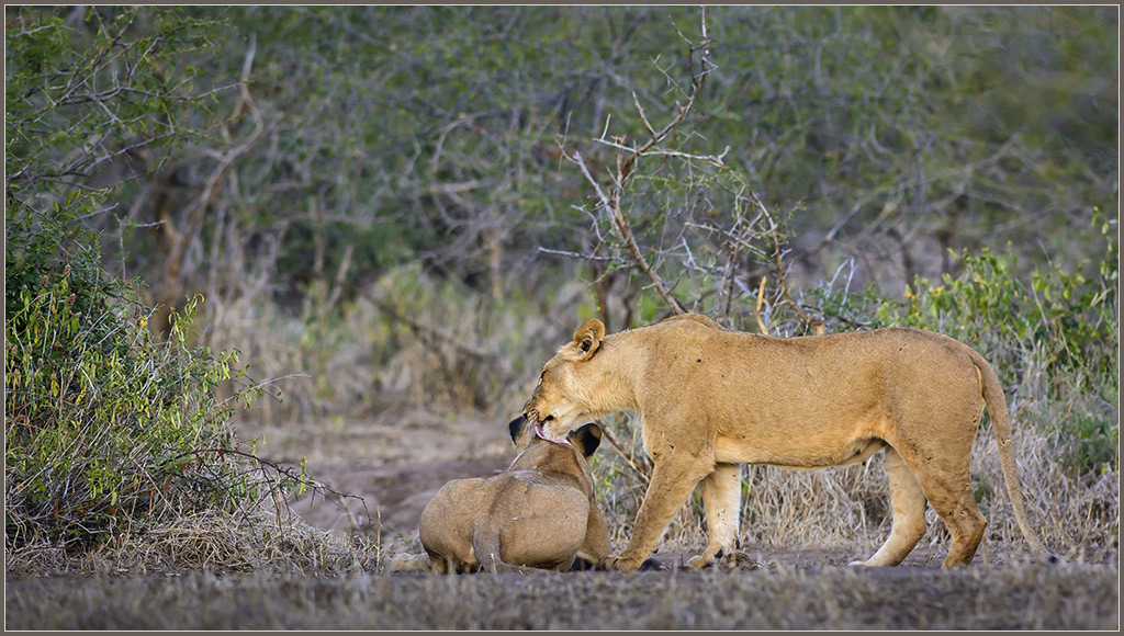 Sambia 3468