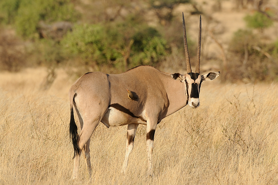 Samburu2 DSC 0674