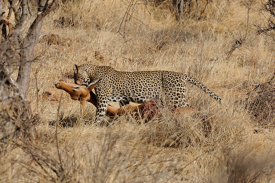 Samburu2 DSC 0740