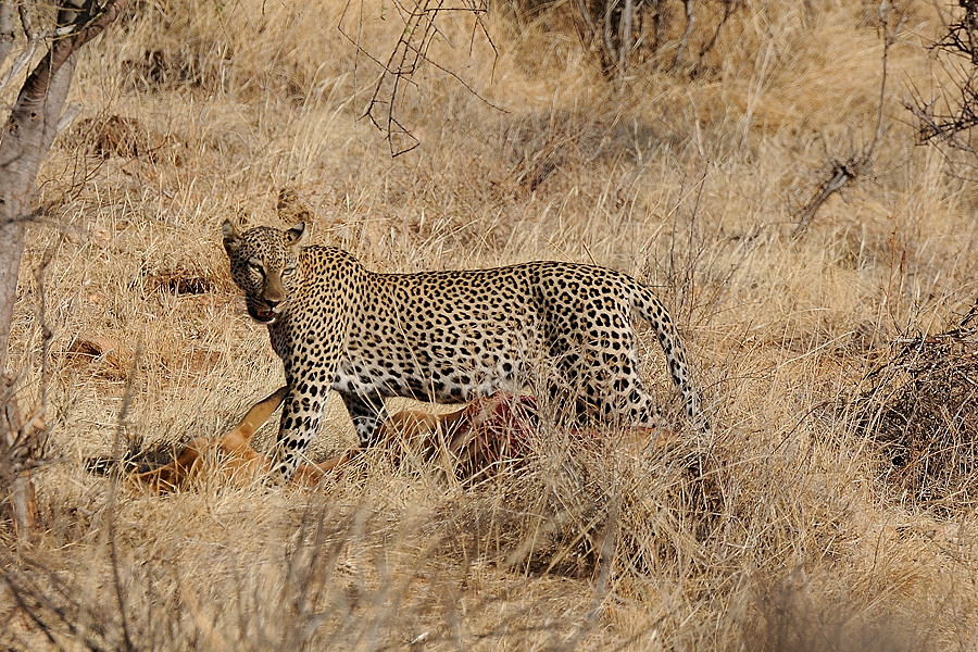 Samburu2 DSC 0753