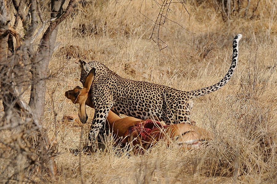 Samburu2 DSC 0773