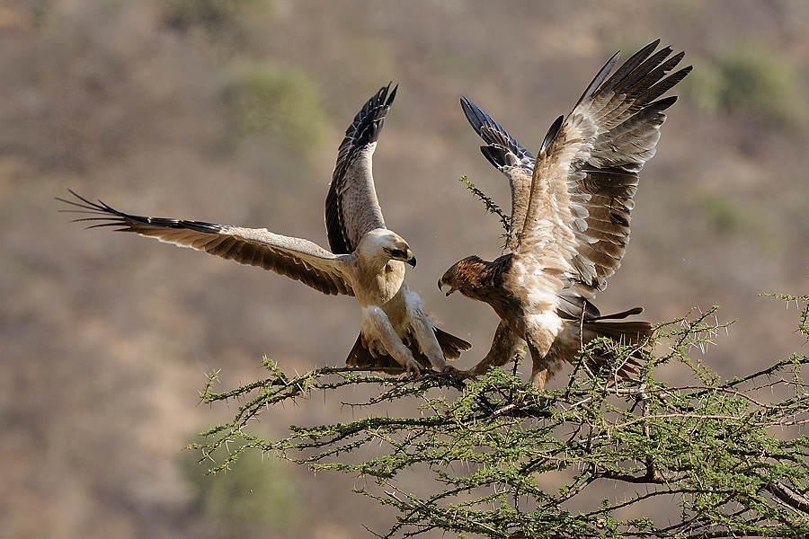 Samburu2 DSC 0810