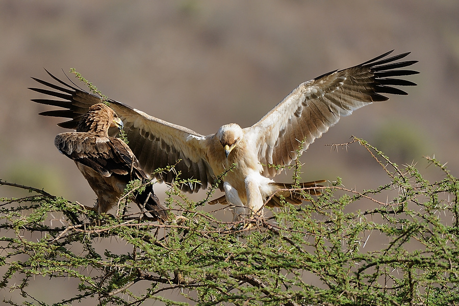 Samburu2 DSC 0830