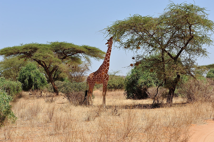 Samburu2 DSC 1615