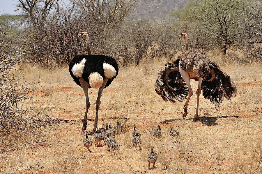 Samburu2 DSC 1634