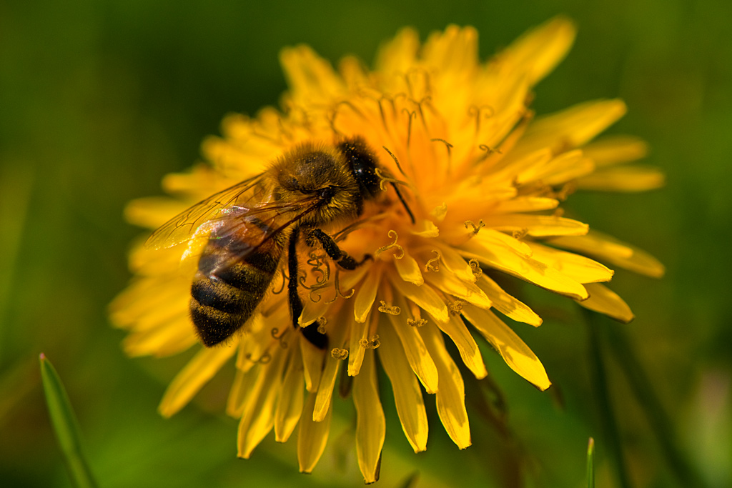 Sammlerin

Heute, 12° 02´, f8, 1/640s;

D300 + AF-S 2,8/105mm G IF-ED VR