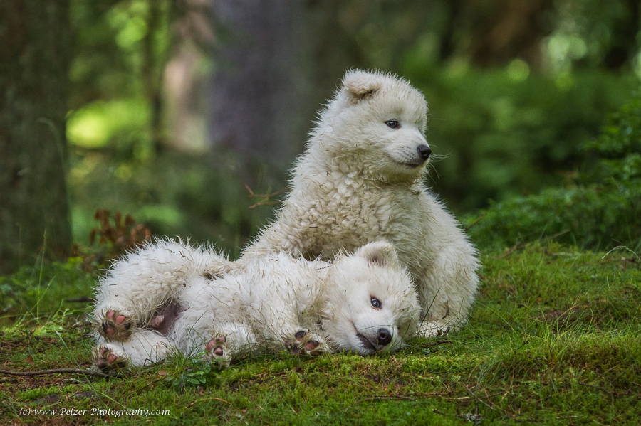Samojeden Welpen, 8 Wochen, 28Jun2015