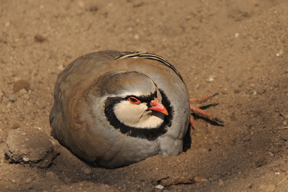 Sandbad in der Sonne
Alpensteinhuhn
1