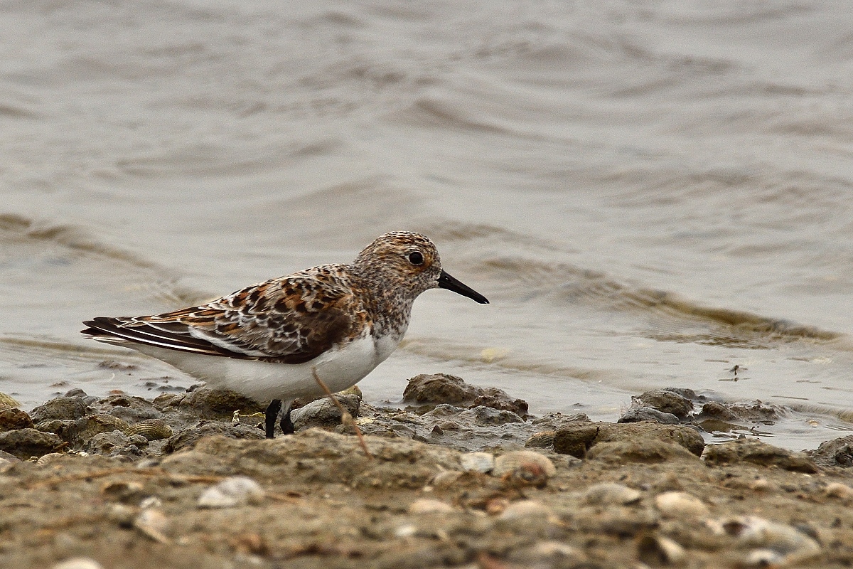 Sanderling-2019_14923 (2).jpg