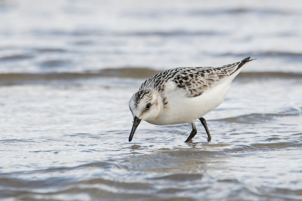 Sanderling 6292