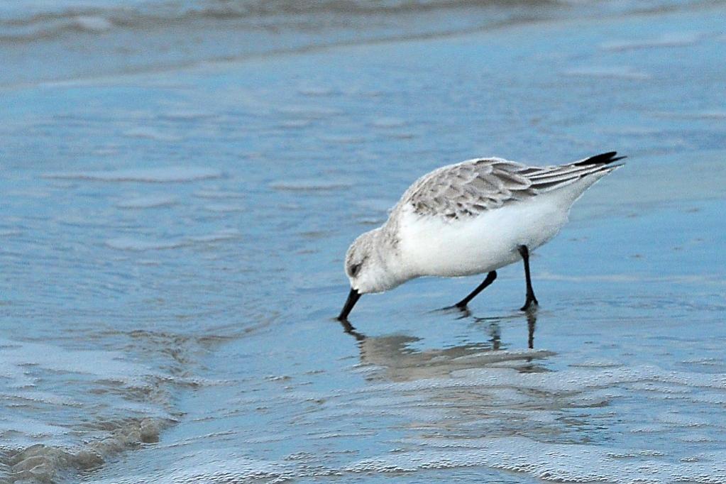 Sanderling auf Borkum (MHX 6797A+USMMx)