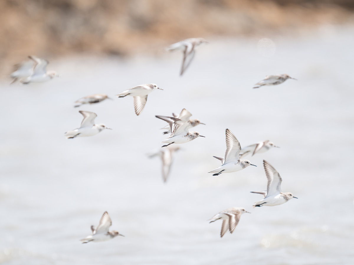 Sanderling.jpg