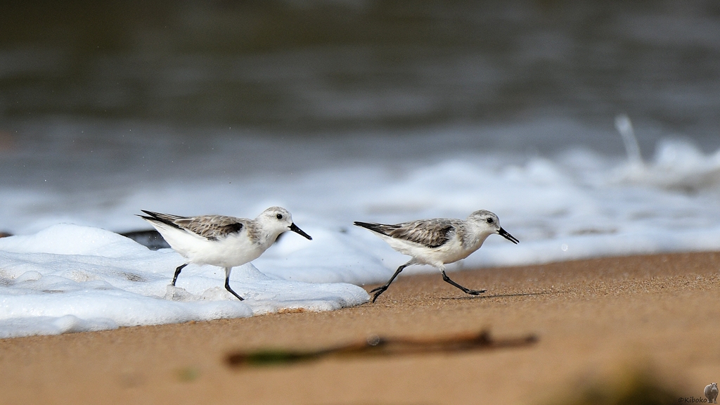 Sanderling
Lahou-Plage

s926 Lahou Plage Sanderling 7414