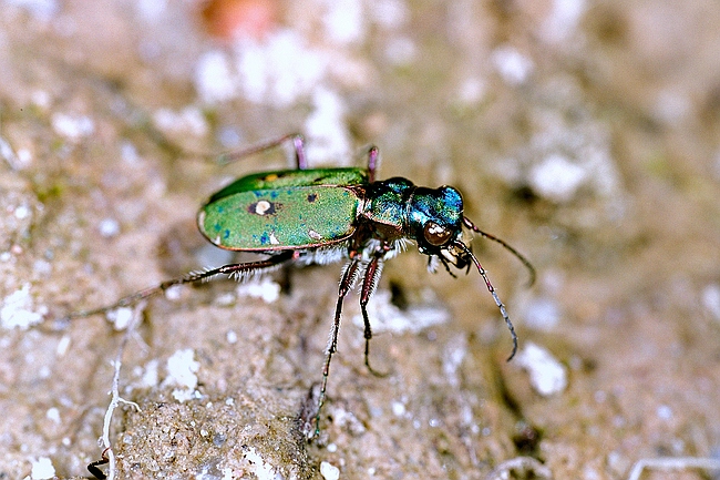 Sandlaufkäfer