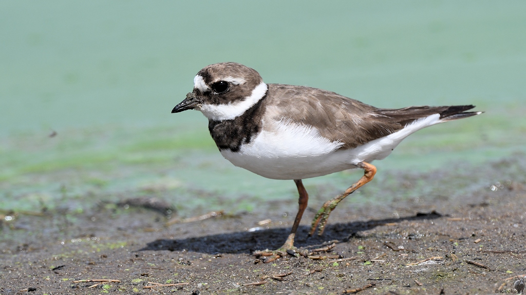 Sandregenpfeifer (common ringed plover)
Selous Game Reserve

s1536 Selous CommonRingedPlover 0562