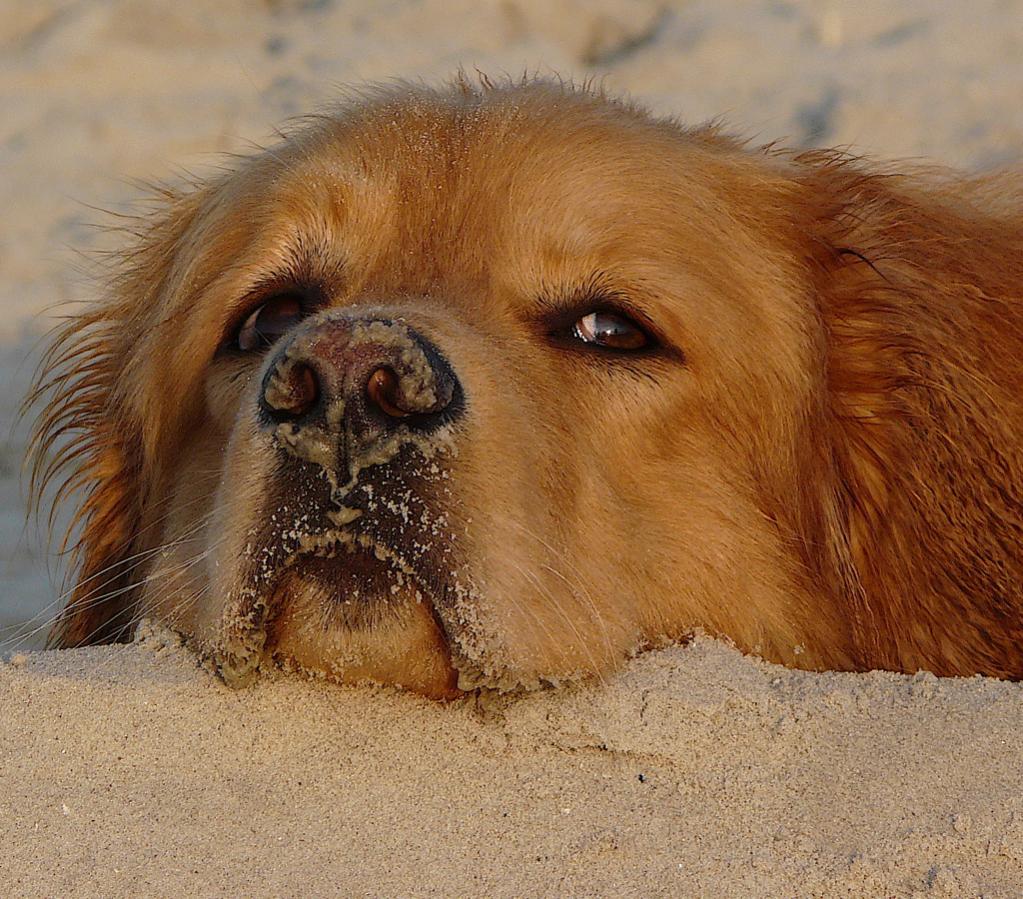 Sandwart