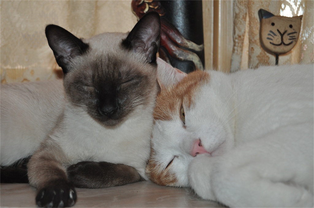 Sanya und Samson
