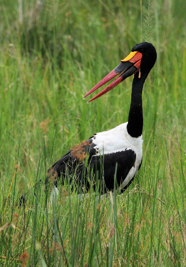 Sattelstorch
am Nil, Murchison Falls NP, Uganda
(3258)