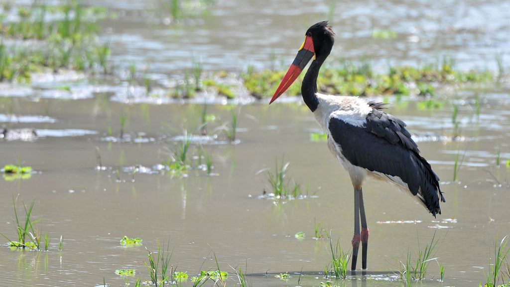 Sattelstorch in einer Lagune
am Luangwa
9205