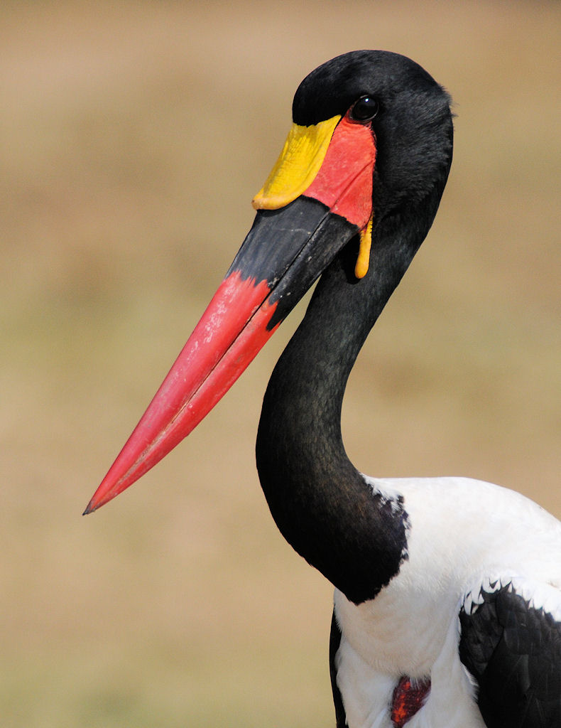Sattelstorch
Queen Elizabeth NP - Karinga Kanal
(4599)