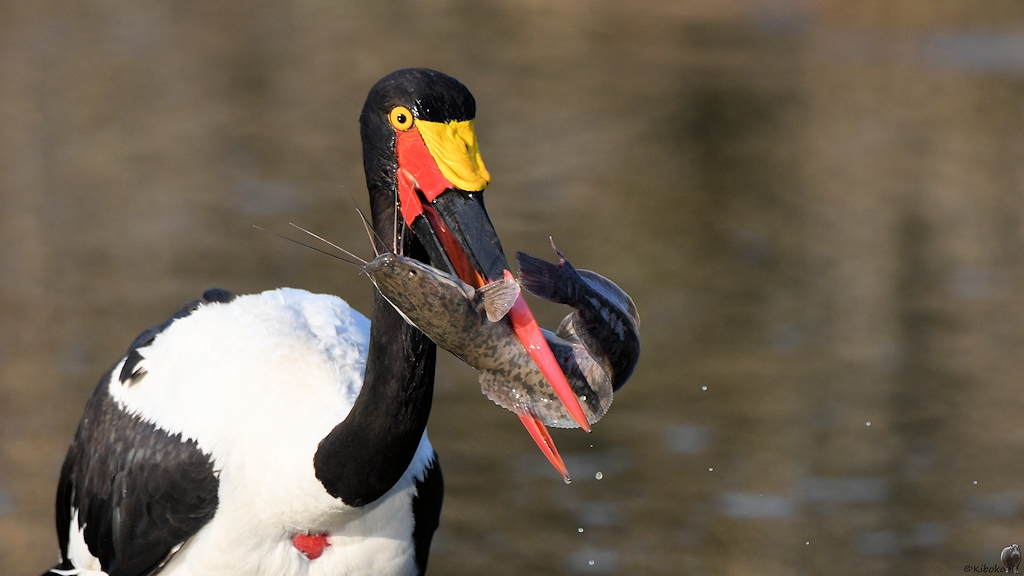 Sattelstorch (Saddle-bill stork) mit Wels (Catfish)
Ruaha Nationalpark

s515 Ruaha Sattelstorch 3616