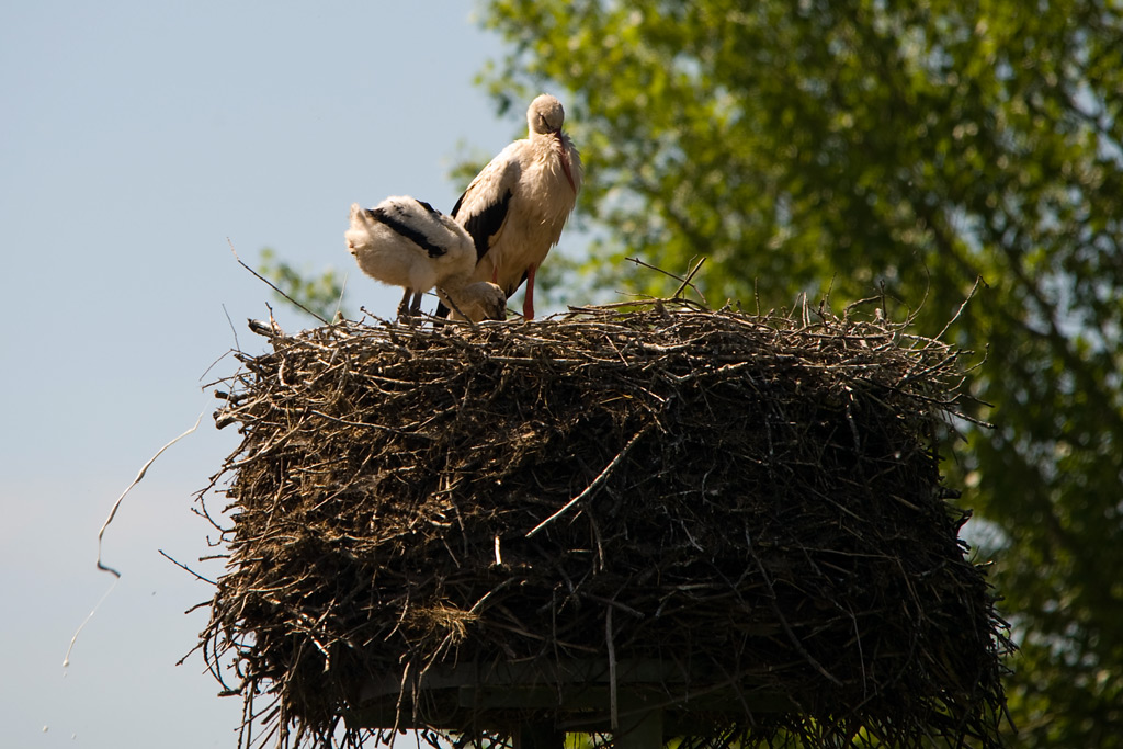 sauberer Storch