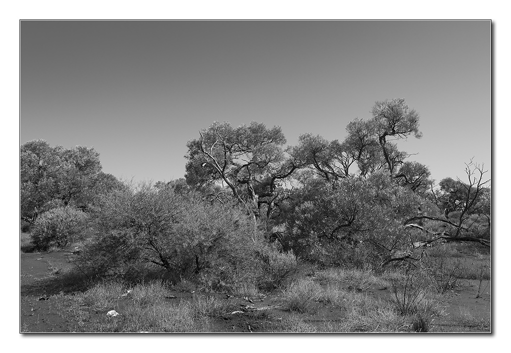 savanna sw