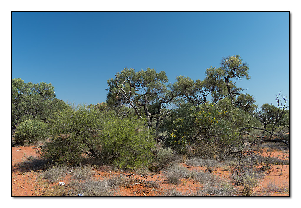 savanna3