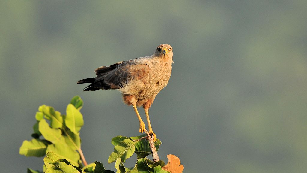 Savannenbussard (Savanna Hawk)
Rockview Lodge, Annai
3641