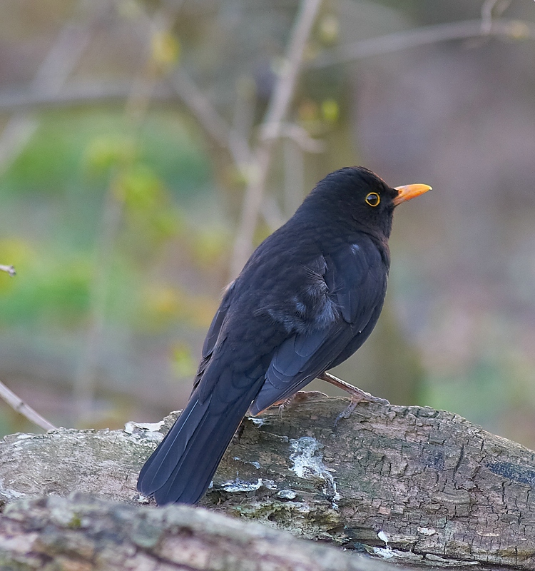 SC DSC 1293z