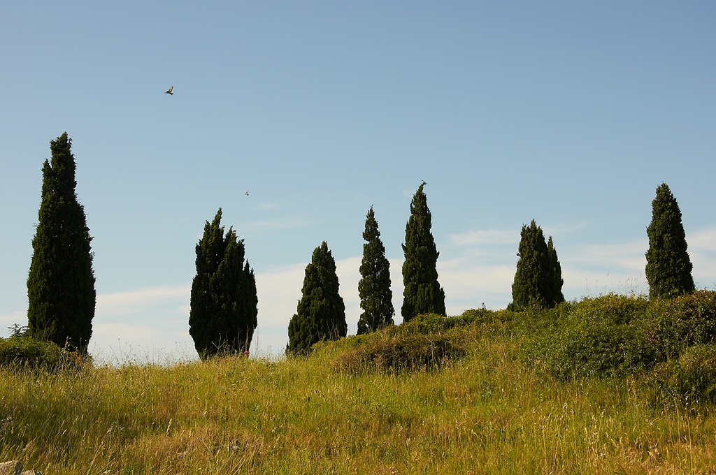 SC DSC 2447