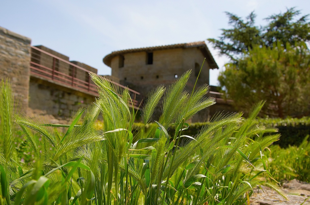 SC DSC 2716