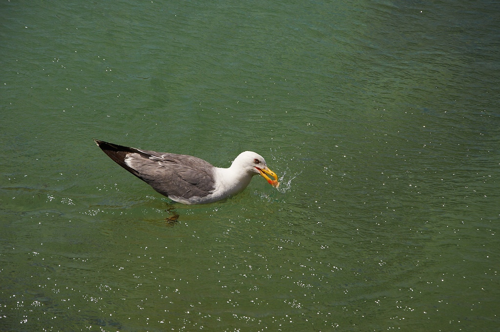 SC DSC 4439