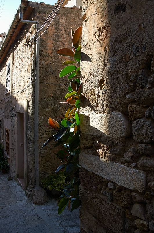 SC DSC 4590