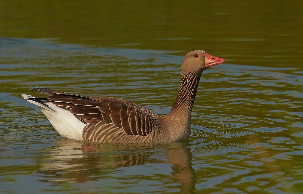 SC DSC 6421z