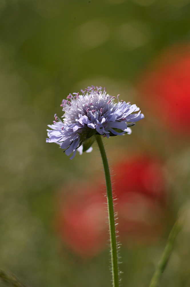 Scabiosa STU 1000x665 DSC2752