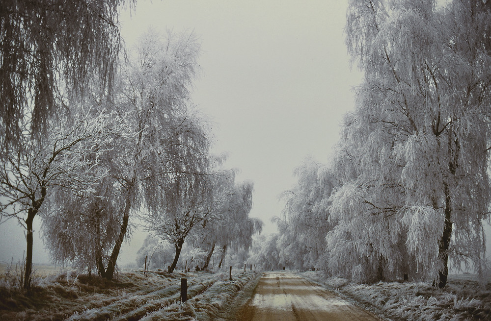 Scan Tütsberg 6400 (0001c-f), Lüneburger Heide; Coolscan 9000F, Fuji Sensia 400; F3 mit 28-105.