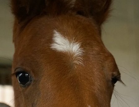 Schüchterner Blick.jpg