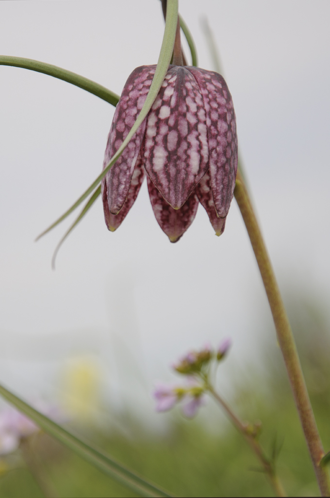 Schachbrettblume 2