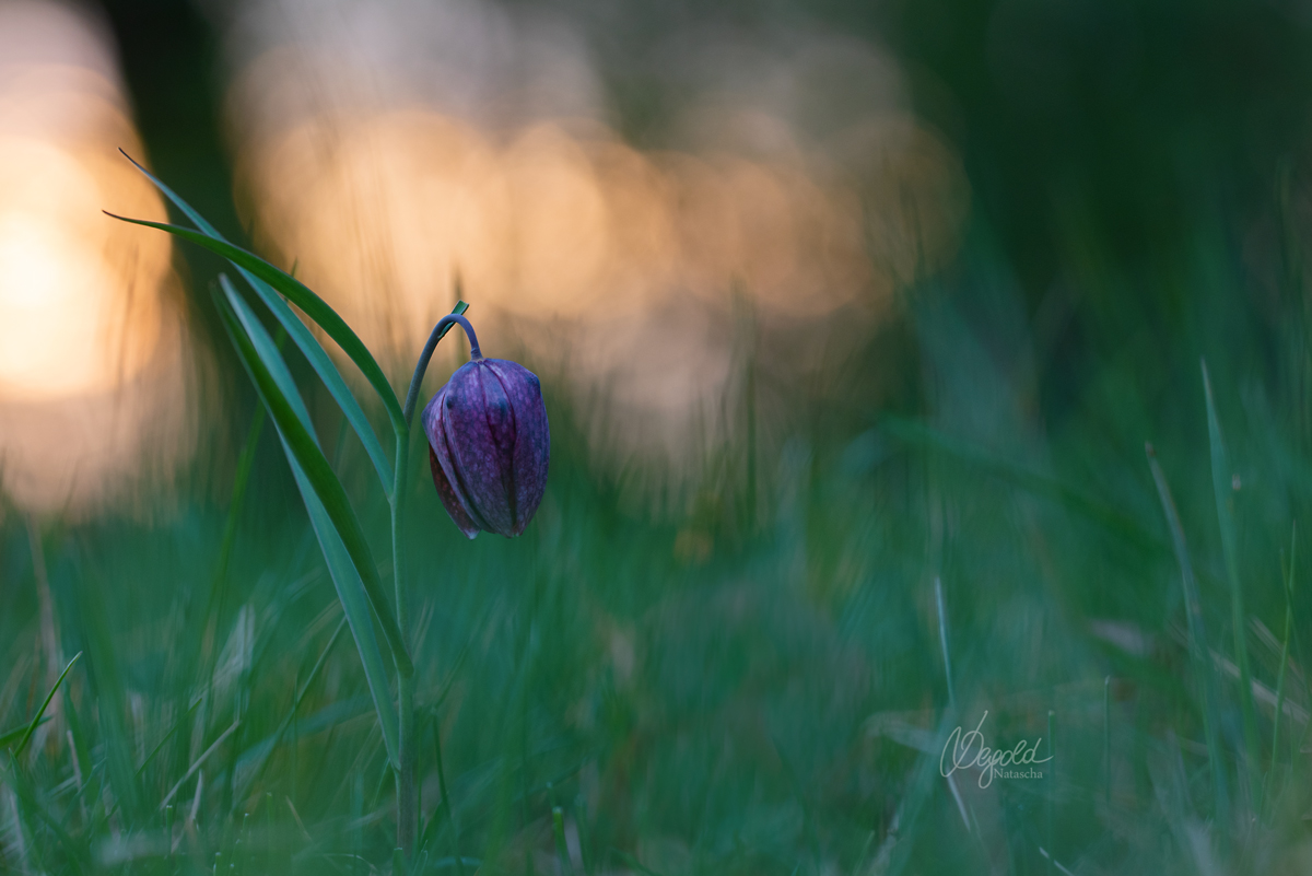Schachbrettblume (Fritillaria meleagris)