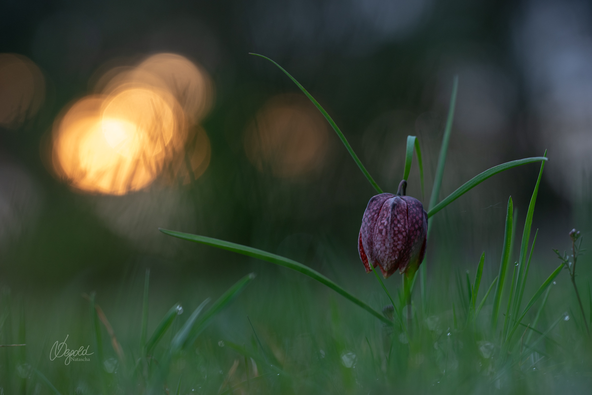Schachbrettblume (Fritillaria meleagris)