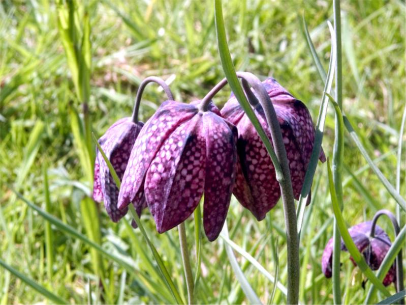 Schachbrettblume oder Kiebitzei

Die Schachblume ist atlantisch-mediterran verbreitet. Nach Krausch erstreckt sich ihr natürliches Verbreitungsgebiet 