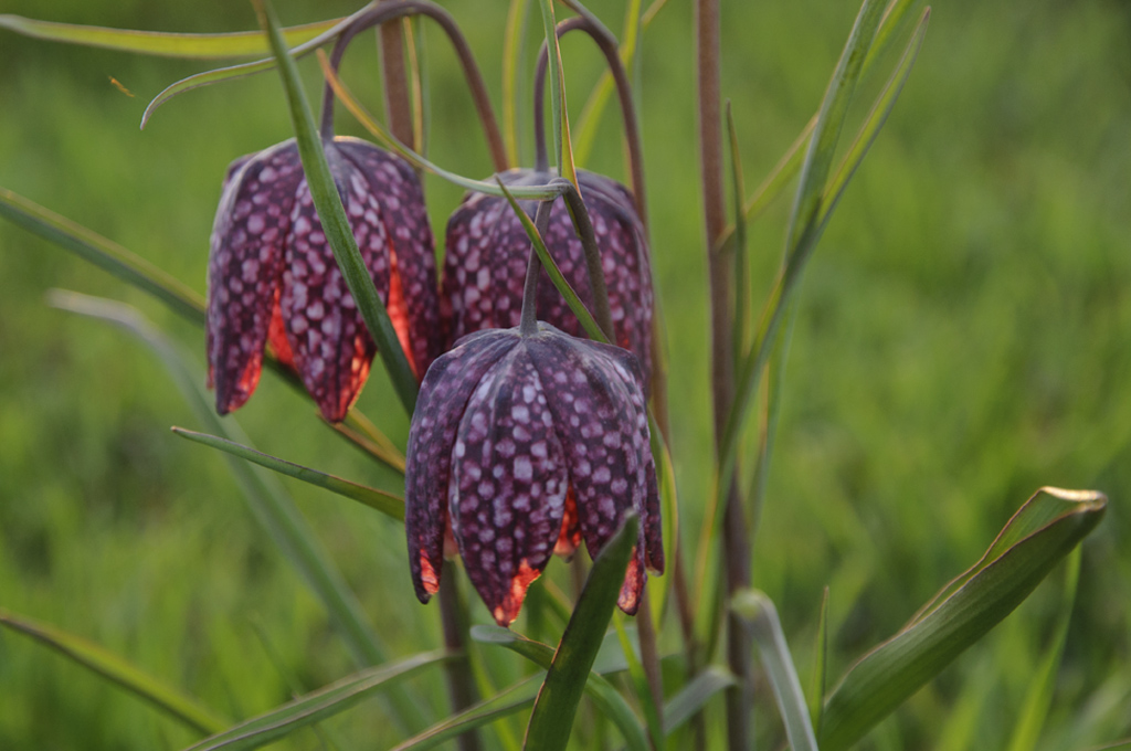 Schachbrettblume