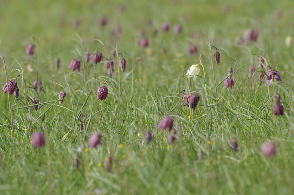 Schachbrettblumen 1