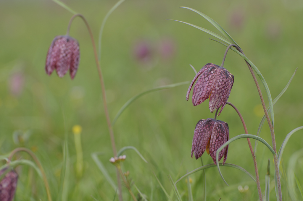 Schachbrettblumen 2