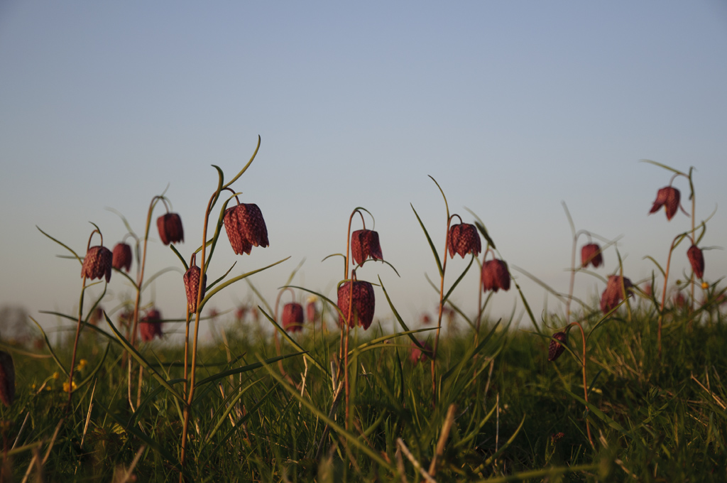 Schachbrettblumen Abends 00