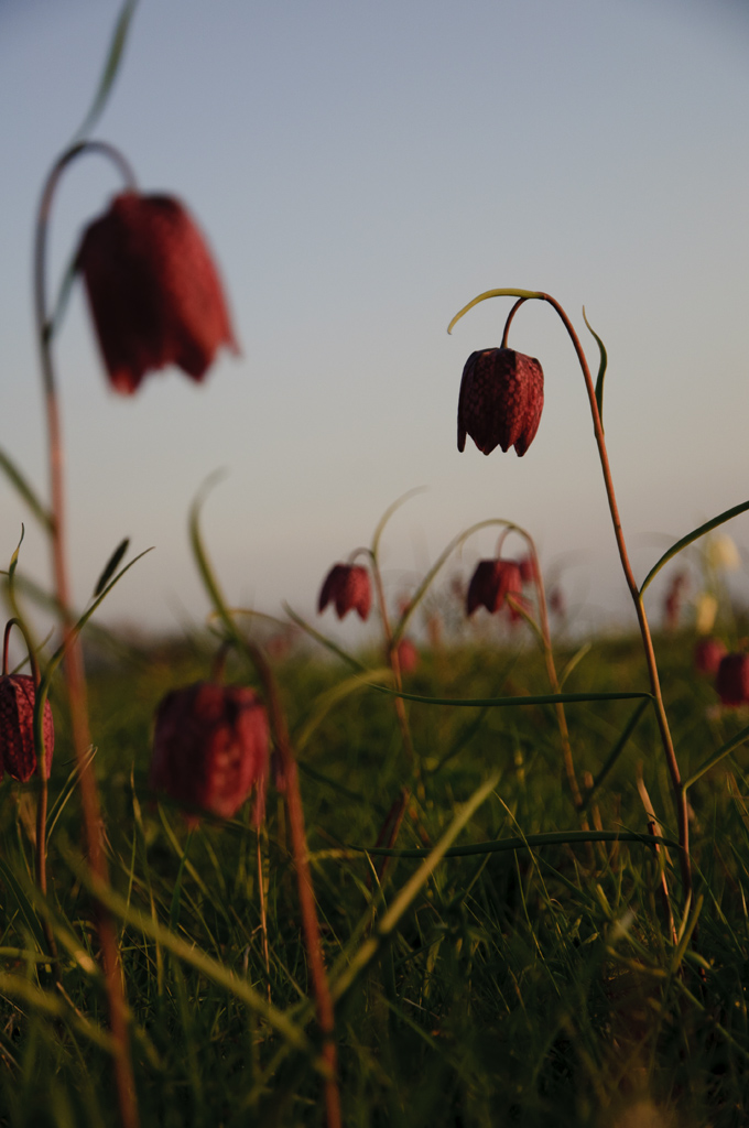 Schachbrettblumen Abends 01