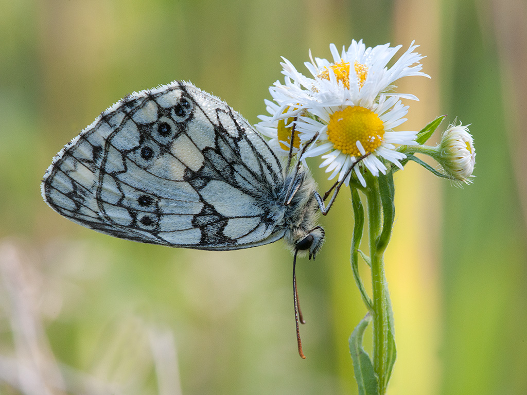 Schachbrettfalter 01 2014 06 22