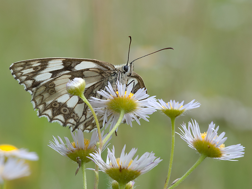 Schachbrettfalter 2012 07 16 01