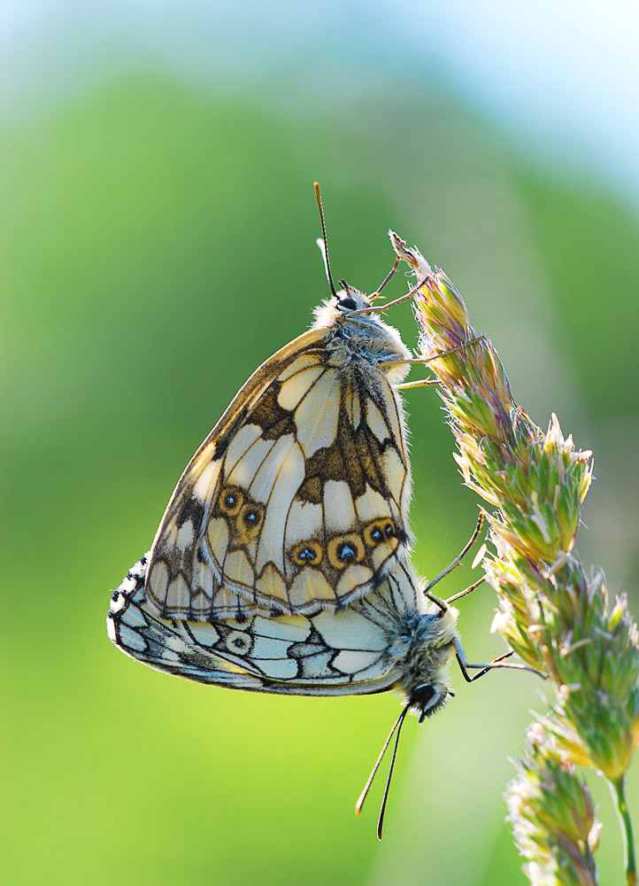 Schachbrettfalter
(Melanargia galathea) bei der Paarung